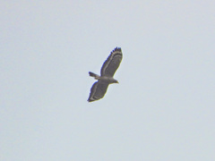 Spilornis cheela