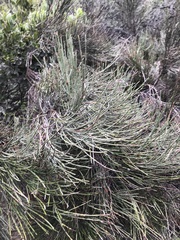 Retanilla ephedra