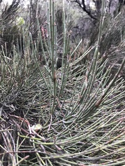 Retanilla ephedra