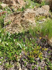 Festuca quadriflora