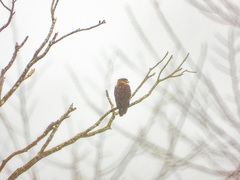 Spilornis cheela