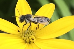 Coelioxys