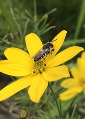 Coelioxys