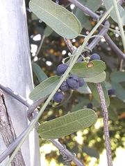 Cocculus diversifolius