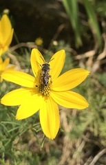 Coelioxys