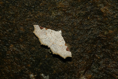 Prolophota trigonifera