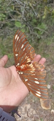 Citheronia azteca