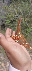 Citheronia azteca