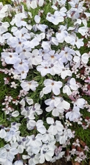 Phlox condensata