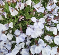 Phlox condensata