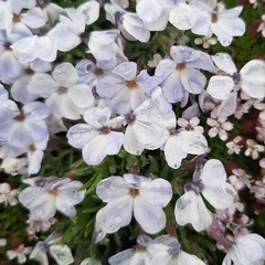 Phlox condensata