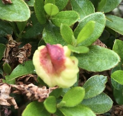 Exobasidium japonicum