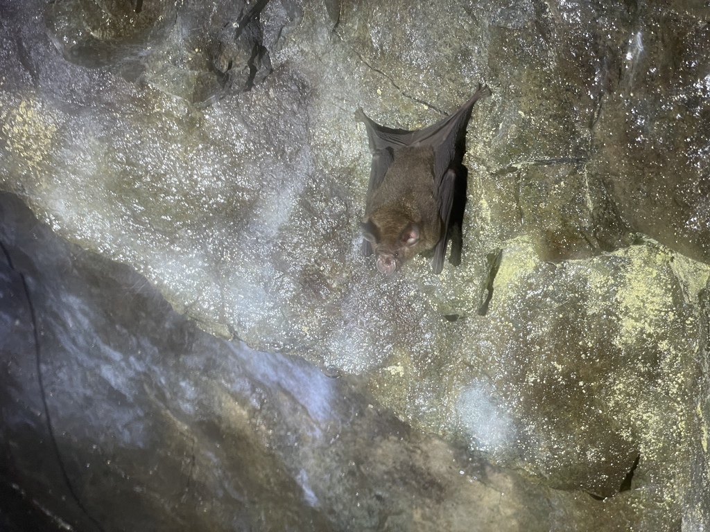 Chinese Horseshoe Bat