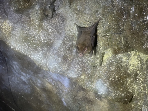 Chinese Horseshoe Bat