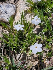 Phlox pulvinata