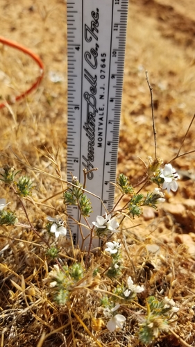 dwarf western rosinweed (Calycadenia villosa)