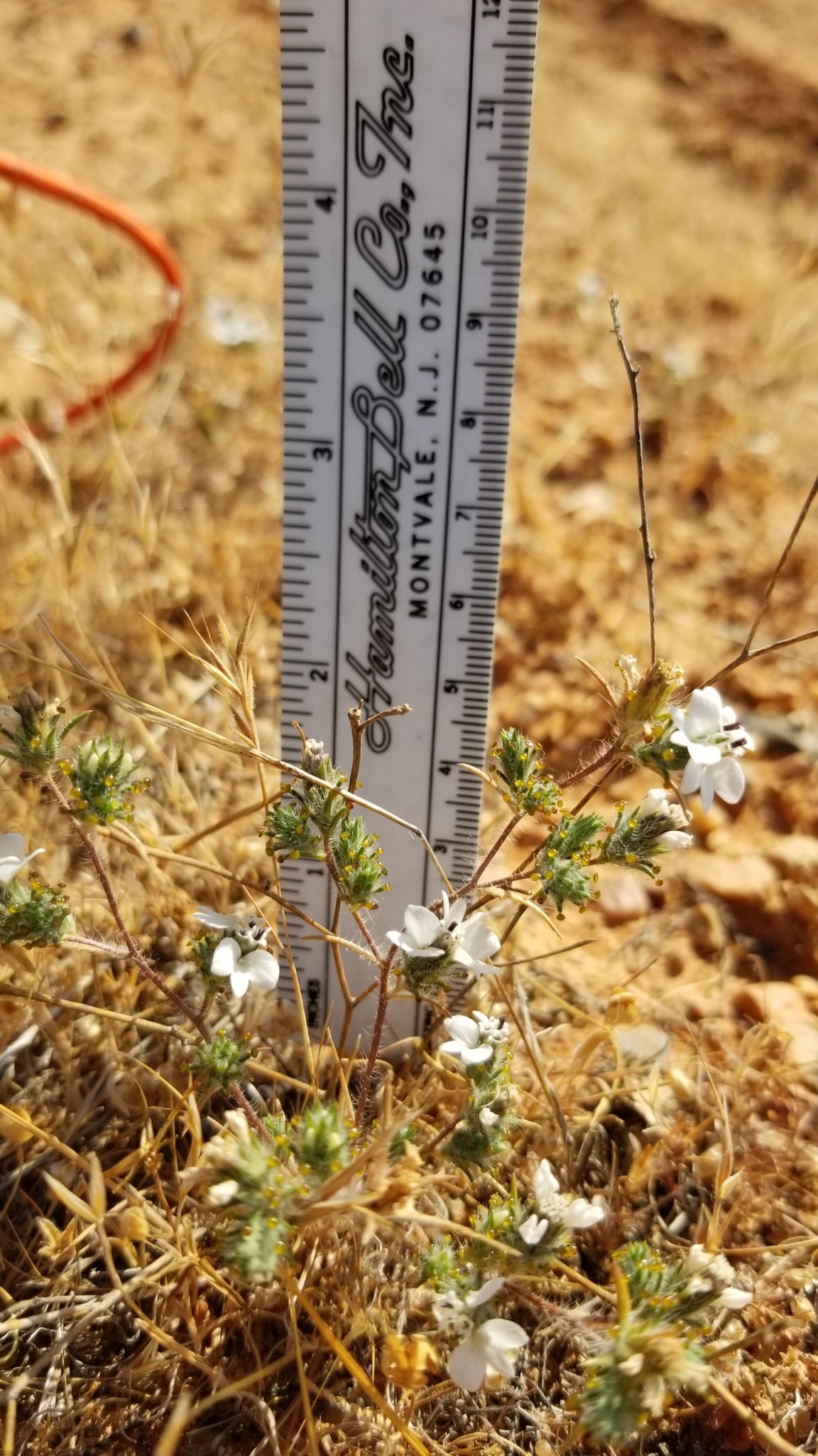 Calycadenia villosa