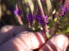 Pogostemon deccanensis