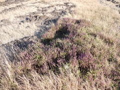 Pogostemon deccanensis