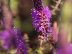 Pogostemon deccanensis