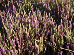 Pogostemon deccanensis