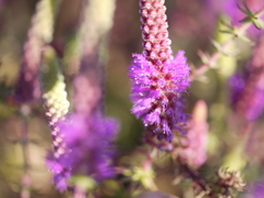 Pogostemon deccanensis