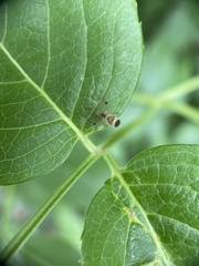 Chrysopilus modestus