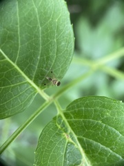 Chrysopilus modestus