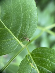 Chrysopilus modestus