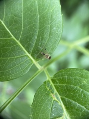 Chrysopilus modestus