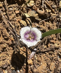 Calochortus elegans