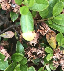 Exobasidium japonicum