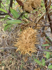 Marah macrocarpa