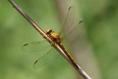 Orthetrum coerulescens
