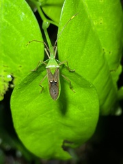 Homoeocerus bipunctatus