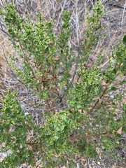 Baccharis pilularis
