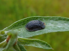 Cassida atrata