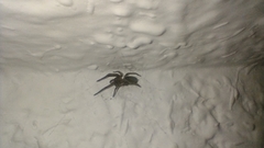 Lycosoides coarctata