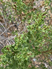Baccharis pilularis