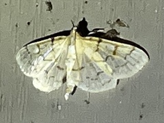 Polygrammodes flavidalis