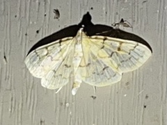 Polygrammodes flavidalis