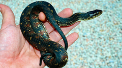 Nerodia fasciata × clarkii