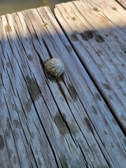 Chilomycterus schoepfii