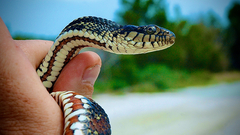 Nerodia fasciata × clarkii