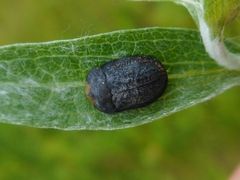 Cassida atrata