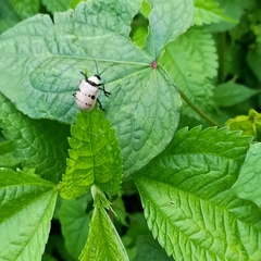 Meristata spilota