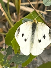 Pieris rapae