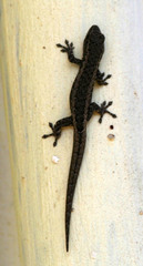 Lygodactylus