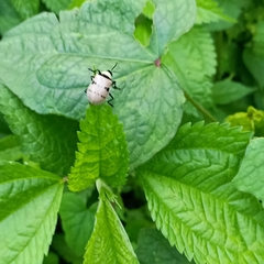 Meristata spilota