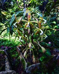 Epidendrum cristatum